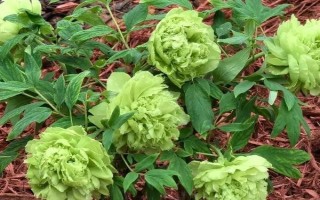 绿牡丹的简介，属于名贵的牡丹品种