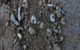 地下害虫防治方法，包括药剂拌种、毒土撒施、毒饵诱杀等