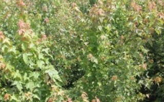 三角枫的修剪技术，及时剪掉辅养枝