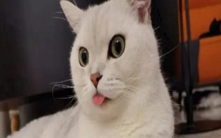猫咪经常吐舌头正常吗，可能是吃东西或舔毛时被打断导致的
