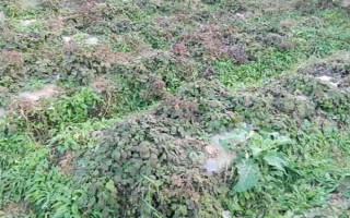 种植丹参多久可以收获，生长期为1年