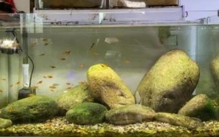 如何用鹅卵石在鱼缸内造景,铺满底砂后种植水草、然后再放上鹅卵石