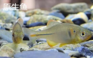 哪些小型鱼适合新手饲养，孔雀鱼和鹦鹉鱼均可选择