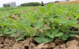 花生叶子发黄的原因，土壤、施肥、缺素等因素都会导致