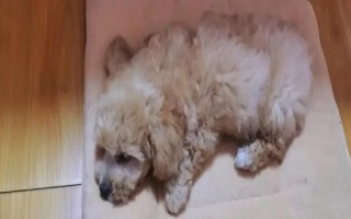 狗狗感染寄生虫后会有哪些表现呢，一般会出现腹泻、消瘦等症状