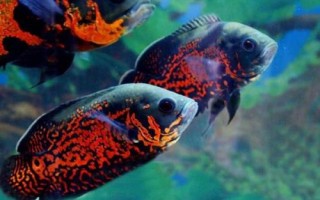 地图鱼几天不进食会被饿死，超过10-15天不进食就有可能会死亡