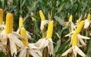 5A9999玉米种子特征特性,中抗大斑病