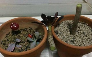 黑法师叶子掉光了还能不能活，发生在夏季的话就无须担心