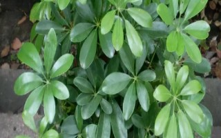 七叶莲掉叶子的处理方法，需及时见光和增加水分等