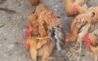 公鸡踩一次母鸡能管几个蛋,能管10-20个蛋