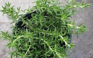 迷迭香如何种植，可以采用播种种植的方式
