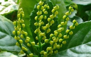 珠兰的养殖方法，每天至少提供4小时的散射光