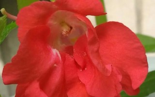 凤仙花怎么染指甲,花瓣中添加一点明矾会让颜色更红
