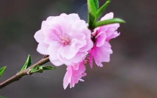 春天开哪些花，常见的有矮牵牛、杜鹃花等