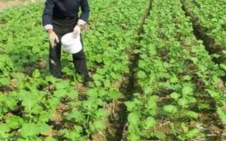 油菜为什么会僵苗，是受到干旱渍害、缺肥、病虫害等因素的影响