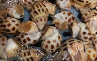 黄螺的产地，主要产自于东南沿海