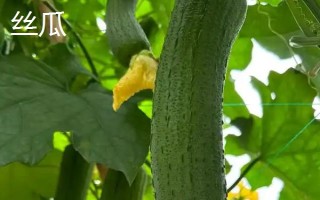 西葫芦和丝瓜有什么区别，科属、形态、吃法均不同