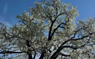 梨花是什么颜色的，为单一的白色