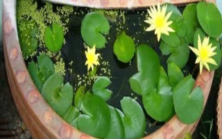 萍蓬草的养殖方法，适宜在阳光充足且温暖的环境下生长