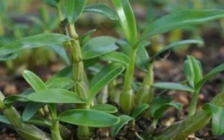 霍山石斛的价格，因规格、品牌等不同而不同