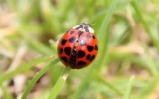 瓢虫是益虫还是害虫，颜色鲜艳的品种基本是害虫