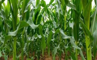 DF910玉米种子特点,中抗大斑病