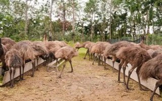 鸸鹋和鸵鸟的区别，体型和经济价值均不同