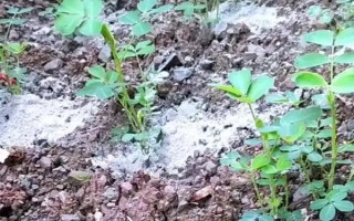 草木灰的主要来源，来源于生活、生产和工厂