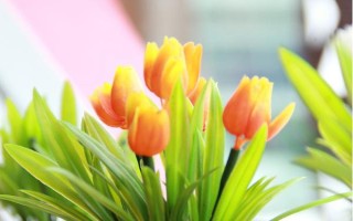 盆栽郁金香开花后的处理方法，可剪除残花并追施肥液