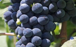 早熟的葡萄品种，常见的有夏日阳光、夏黑等
