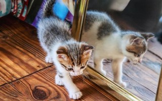 春季养猫的注意事项，一定要定期驱虫