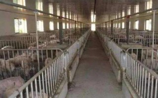 猪的应激反应如何减少，尽可能提供营养好的饲料