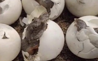 甲鱼的孵化温度，以33℃左右为宜