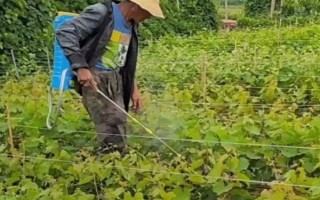 早上有露水打草甘膦行吗，可以打但会影响效果