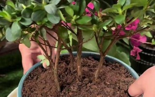 杜鹃花怎么修剪能开花爆盆，要在植株花期结束后进行