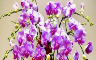 蝴蝶兰花蔫是什么原因，可能是自然脱落或温度过高