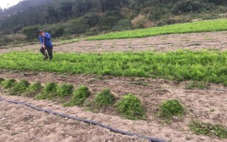 天冬的价格，大概在22-35元一斤