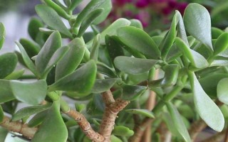 玉树有没有毒,汁液中含有毒素