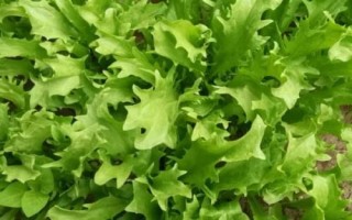 苦菊的种植技术，通常每亩用种2公斤左右