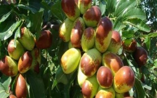 枣树品种介绍,月光枣脆嫩多汁、属于罕见的鲜食品种