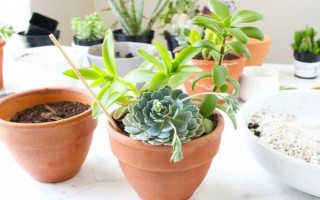立秋能否对多肉换盆,可以更换但要避免根系和叶片受损