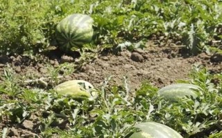 西瓜空心厚皮的原因，品种是原因之一