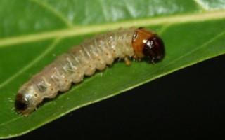 五味子卷叶虫用什么药，可以使用辛硫磷、磷铵乳油等