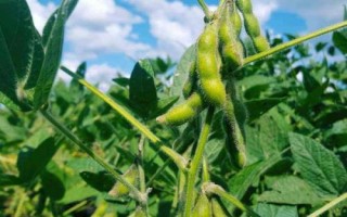 蒙科豆14大豆种子介绍,播种期:4月下旬