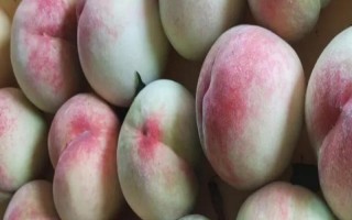 秋季哪里的桃子好吃，推荐江苏阳山水蜜桃、深州水蜜桃等
