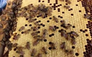 蜂群死了蜂王该怎么办,可介入新王