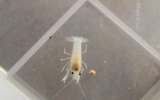 小龙虾的繁殖期，全年都可以进行繁殖活动