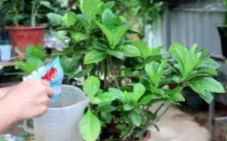 芙蓉花开放后如何处理,剪除残花和枯老枝可节省养分、避免发生病虫害