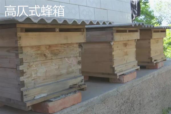 中蜂箱能放几框合适，标准箱能容纳10个巢框
