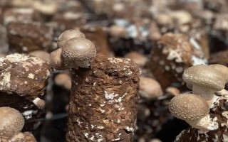 如何预防香菇畸形，需因地制宜选用合适的品种